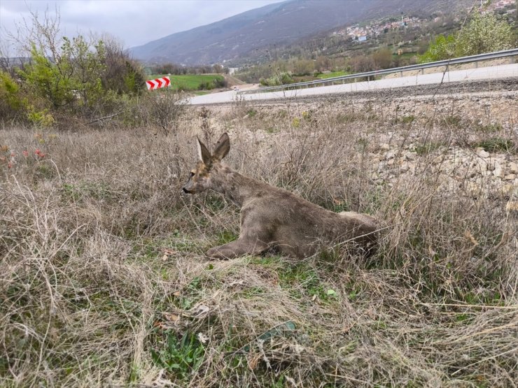 Amasya'da yaralı karaca koruma altına alındı