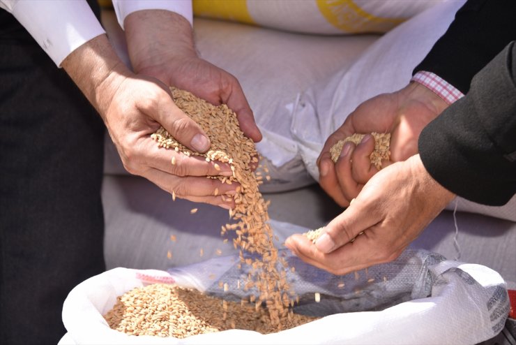 Şanlıurfa'da çiftçilere 11 ton sertifikalı çeltik tohumu dağıtıldı