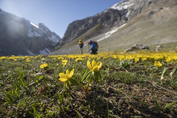 Tunceli'de karın eridiği dağ eteklerinde bahar çiçekleri açtı