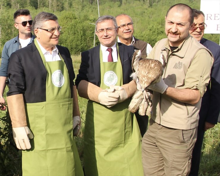 Sinop'ta tedavi ve rehabilite edilen yaban hayvanları doğaya salındı
