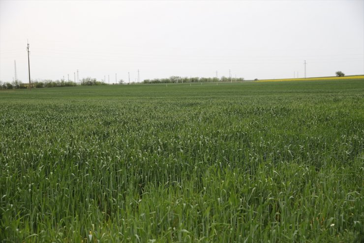 Edirne ve Tekirdağ'da buğday üreticilerine "pas hastalığı" uyarısı