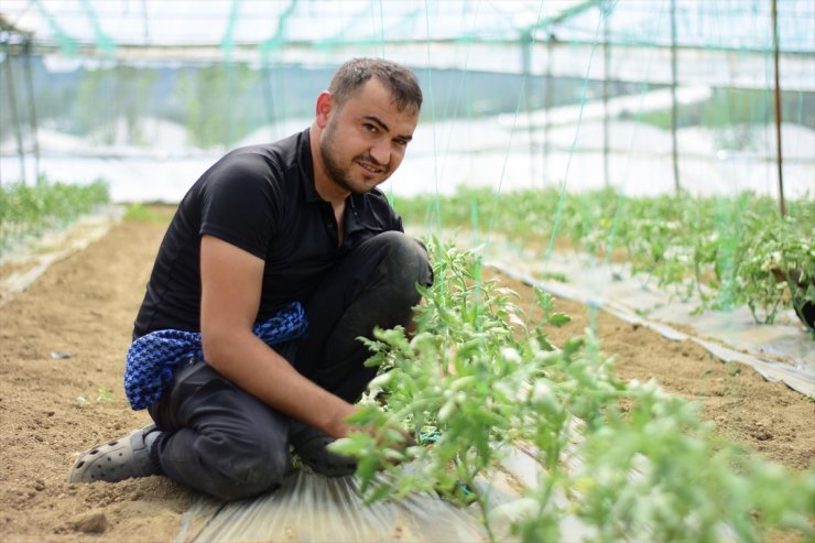 Bilecik'teki seralarda yazlık domates ve salatalık ekimi başladı