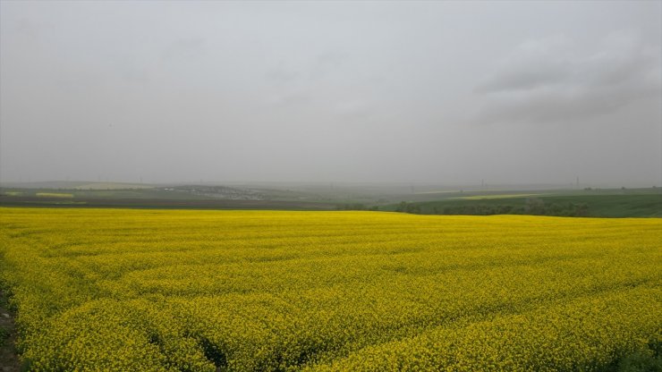 Trakya'da son yağışlar buğday ve kanola üreticisini sevindirdi