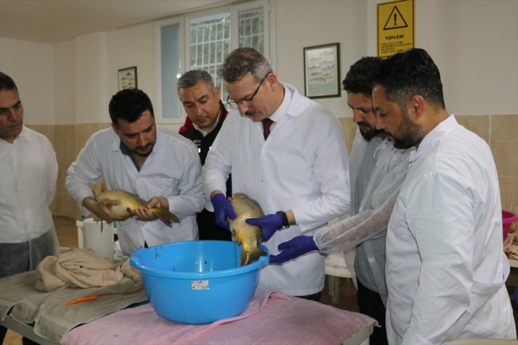 Adana'da yavru sazan üretim sezonu sağımla başladı