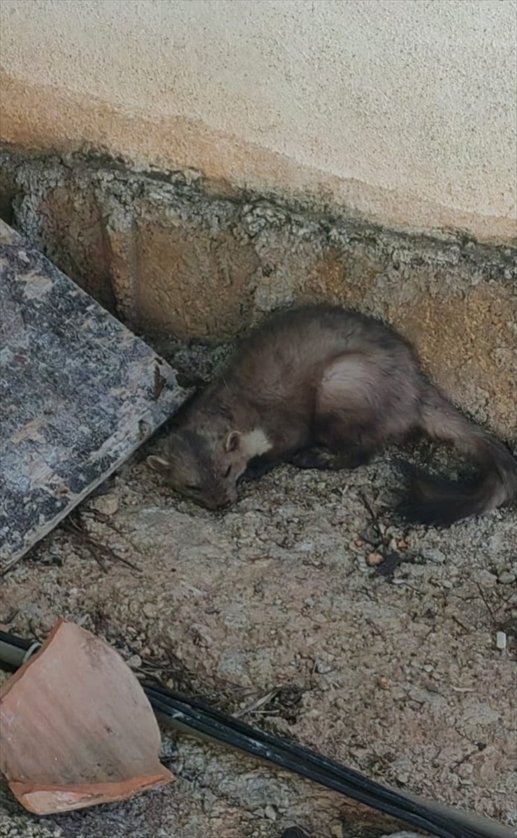 Fethiye'de evlerin arasında bulunan kaya sansarı doğaya salındı