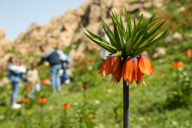 Hakkari'de ters lale vakti