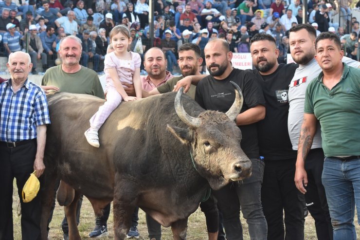 "Yusufeli Geleneksel Derekapı Boğa Güreşleri" sona erdi