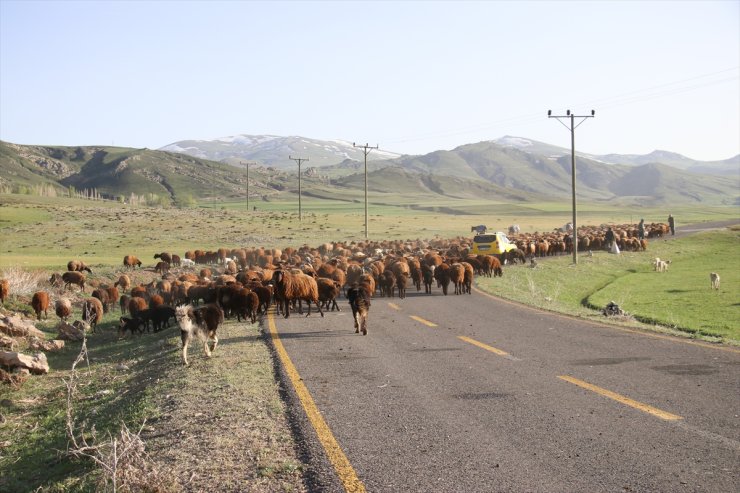 Ağrı'da göçerlerin koyun ve kuzu sesleriyle yankılanan zorlu yayla yolculuğu başladı