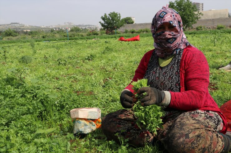 Kilis'te tarım işçileri, 1 Mayıs Emek ve Dayanışma Günü'nde de üretime katkı sağlıyor