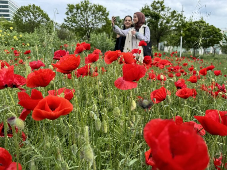 Tekirdağ'da gelincik tarlaları fotoğrafların doğal fonu oluyor