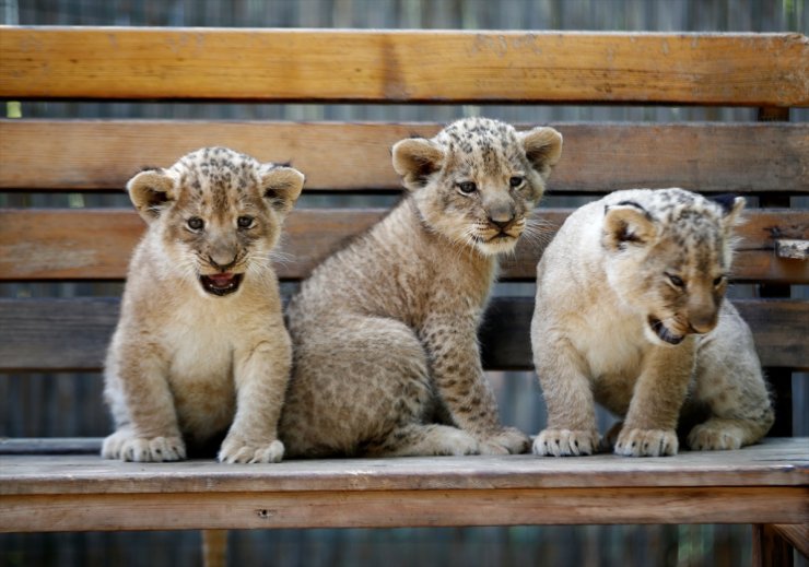 Antalya'da dünyaya gelen üç aslan yavrusuna Galatasaraylı isim önerileri