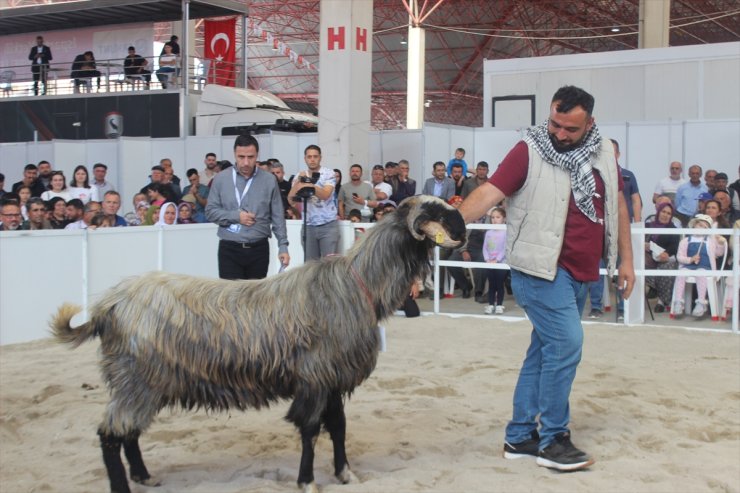 Burdur'da Honamlı tekesi ve Merinos koçu güzellik yarışması düzenlendi