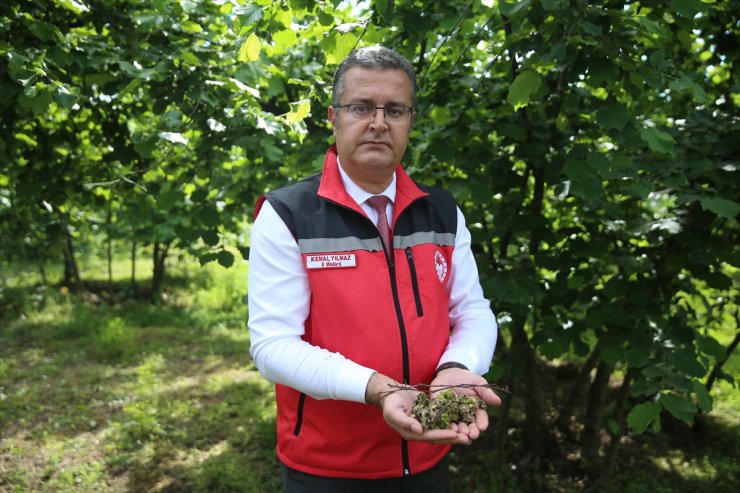 Ordu'da sahil kesiminde fındık bahçelerinde ilaçlama çalışmalarına başlandı