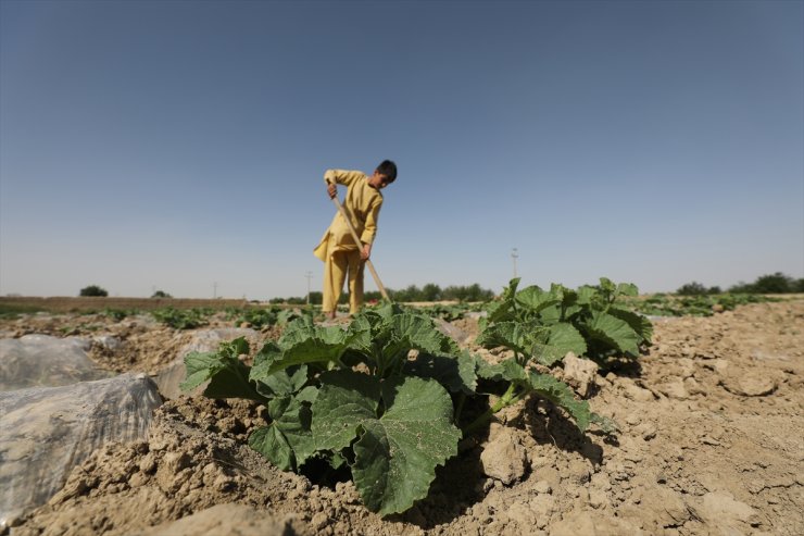 Afgan çiftçiler, Kuştepe Kanalı'nın getireceği suyu bekliyor