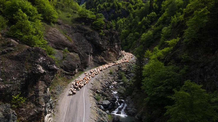 Doğu Karadeniz'de besicilerin yaylalara göçü sürüyor