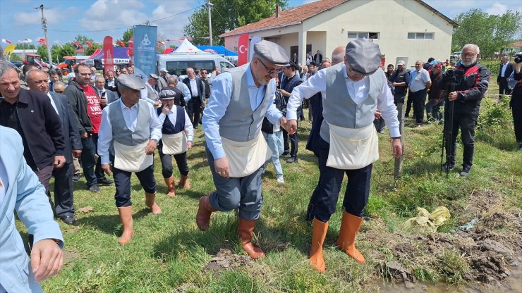 Bafra Ovası'nda çeltik ekimi başladı