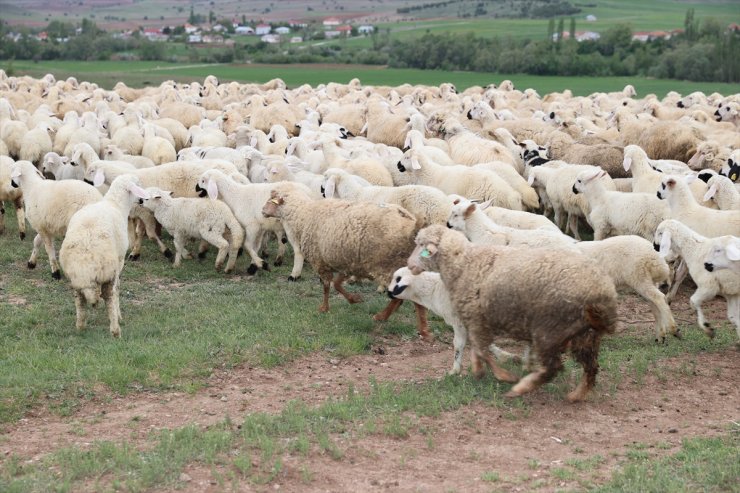 Sivas'ta baharın müjdecisi kuzular anneleriyle buluştu