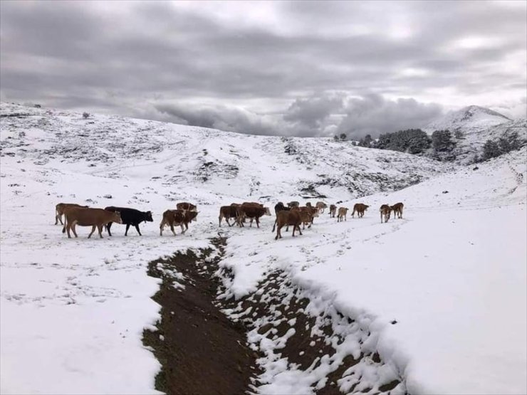 Amasya'nın yüksek kesimlerinde kar etkili oldu