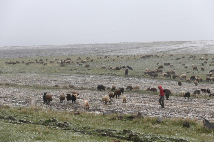 Kars ve Ağrı'da besiciler kar yağışına hazırlıksız yakalandı