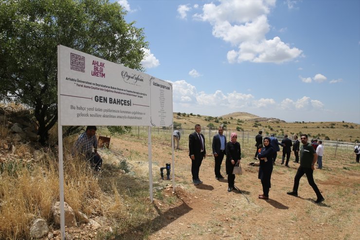 Mardin'de tarihi manastırın bahçesindeki üretimle asırlık üzümlerin geni korunacak