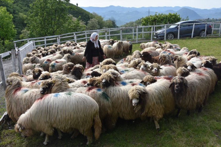 Ordulu kadın devlet desteğiyle sürü sahibi oldu