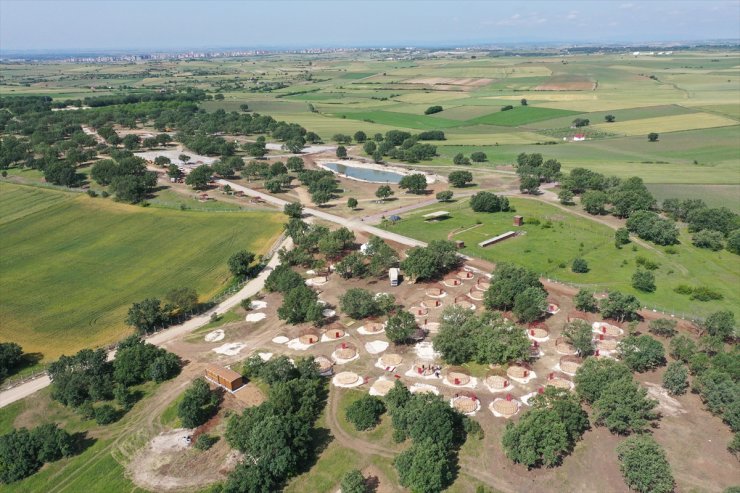 Musabeyli Korusu Edirne'nin yeni cazibe merkezi olacak