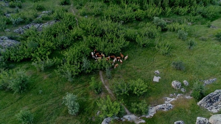 Kırklareli'nde merada kaybolan 38 büyükbaş hayvan dron yardımıyla bulundu