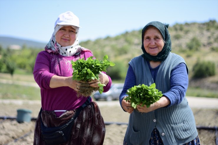 Bilecik'in tescilli Çukurören biberinin fideleri toprakla buluşuyor