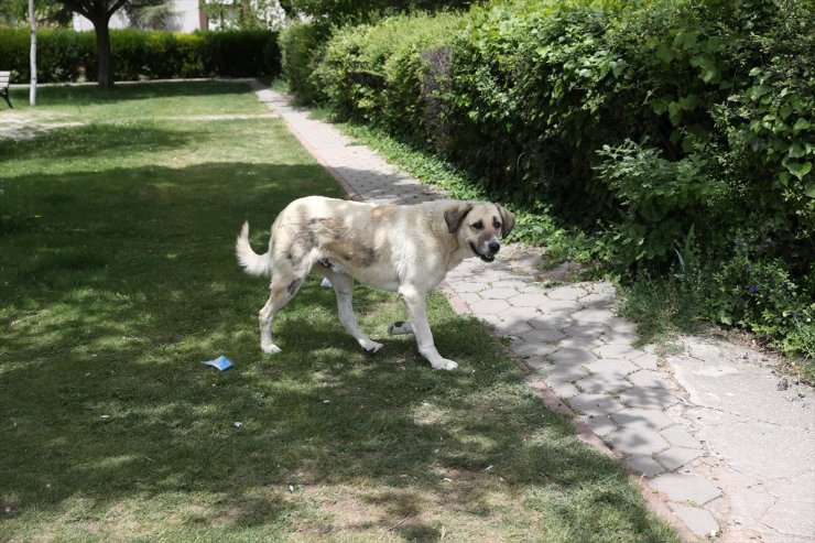 Eskişehir'in Odunpazarı ilçesinde sahipsiz köpekler mahalleliyi tedirgin ediyor