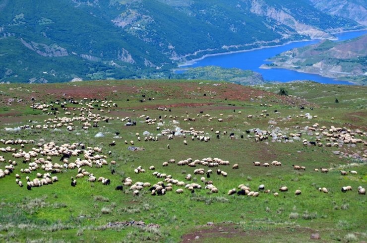 Göçerlerin çevre illerden Muş'taki yaylalara yolculuğu sürüyor