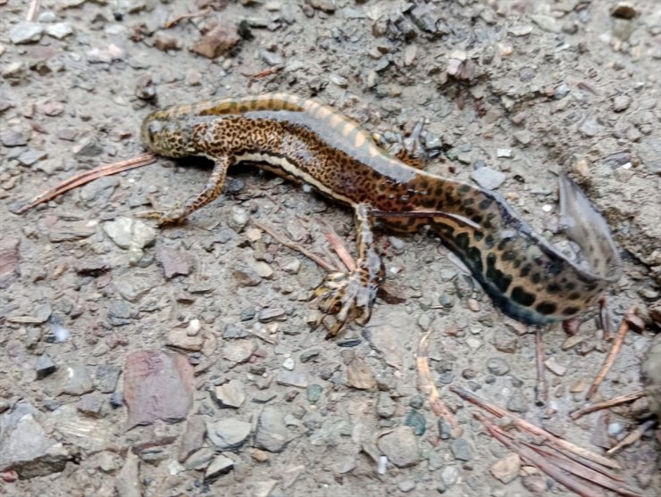 Ilgaz Dağı'nda "Anadolu şeritli semenderi" görüntülendi