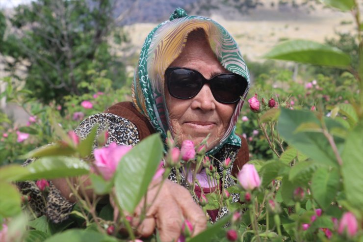 Isparta'da erken başlayan gül hasadında rekolte beklentisi yüksek