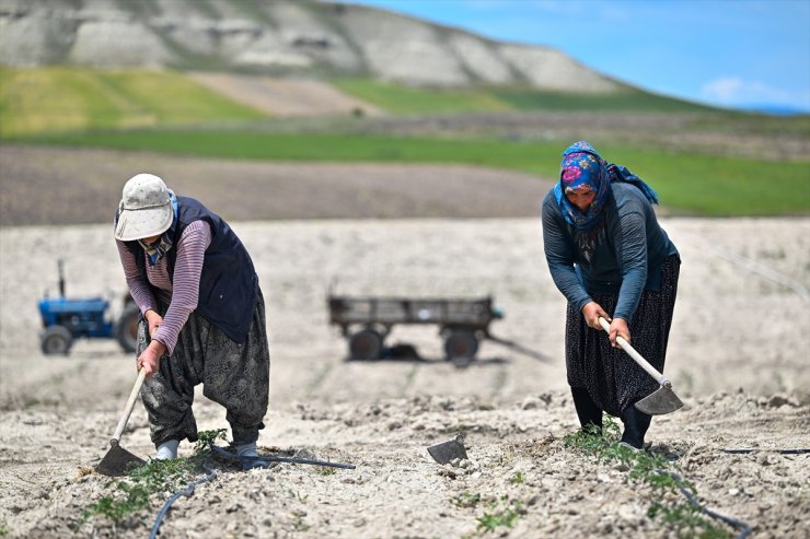 Yüzyıllık domates tohumları toprakla buluştu