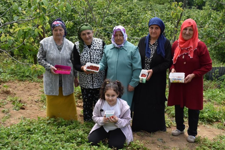 Karadenizli kadınlar topladıkları dağ çileğinden para kazanıyor