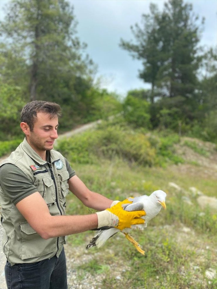 Kastamonu'da tedavi edilen doğan ve martı doğaya salındı