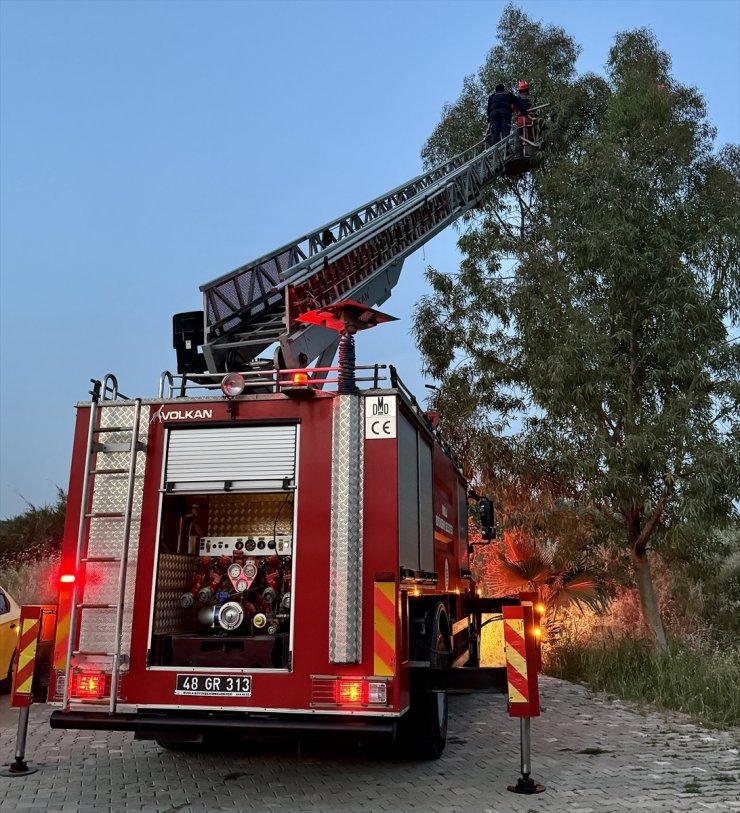 Muğla'da ağaçtan düşen karga yavrusu yuvasına koyuldu