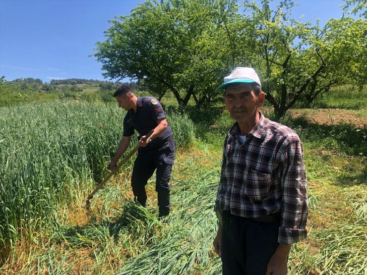 Bilecik'te çiftçinin yorgunluğunu gören jandarma tırpanla ot biçti