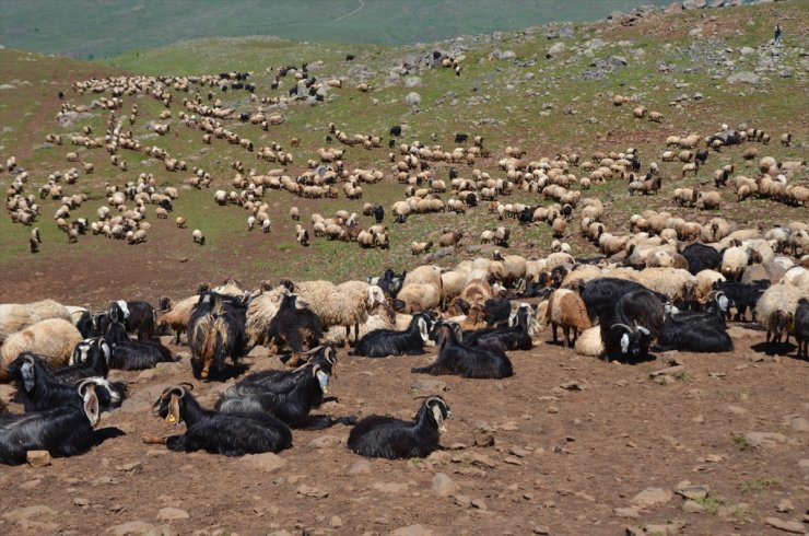 Muş'ta konaklayan göçerler, küçükbaş hayvanlardan süt sağımına başladı