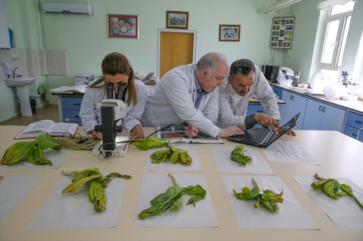Biyokaçakçıların hedefindeki "dev soğan" bitkileri bilim insanlarının korumasında