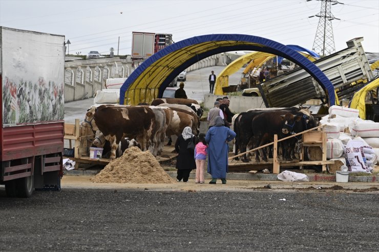 Başkentte kurulan hayvan pazarlarında kurbanlıklar alıcılarını bekliyor