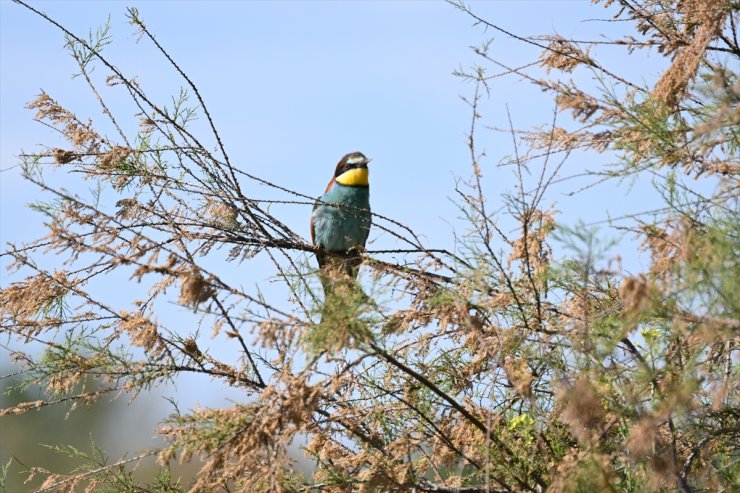 Sınırın renkli misafiri arı kuşu yavrularını büyütmeye hazırlanıyor