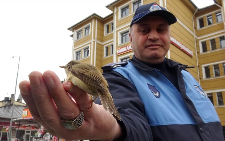 Kars'ta bitkin bulunan kamışçın kuşu tedavi altına alındı