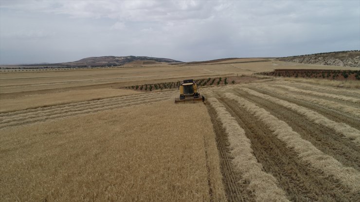 Adıyaman'da sezonun ilk arpa hasadı yapıldı