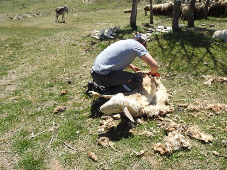 Ankara'da besicilerin koyun kırkma mesaisi sürüyor