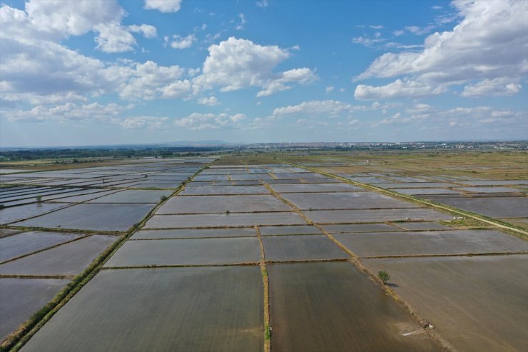 Edirne'de çeltik ekiminde sona gelindi