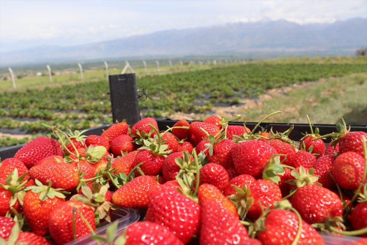 Köyüne döndü, yıllık 40 ton böğürtlen, 25 ton çilek üretiyor