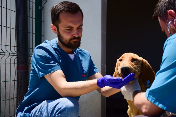 Bilecik'te 2 yılda 3 bin 508 sahipsiz köpek kısırlaştırıldı