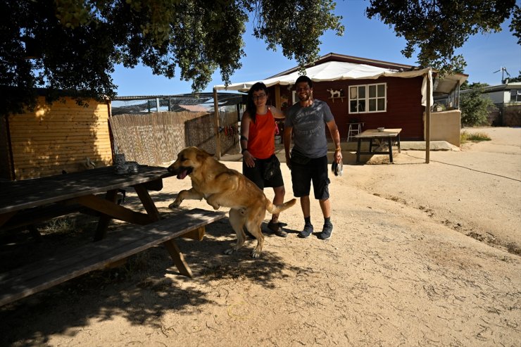 İspanya'da sahipsiz köpekler sorununa barınaklar, kısırlaştırma ve kontroller sayesinde çözüm bulundu