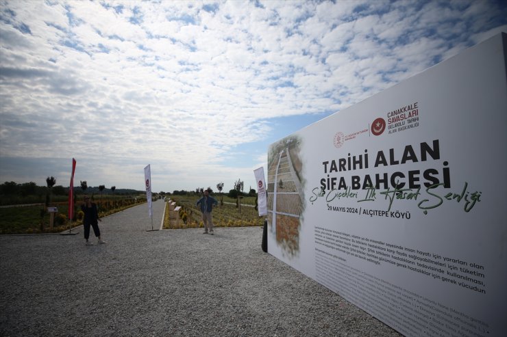 Tarihi Alan'daki "Şifa Bahçesi"nde ilk hasat yapıldı