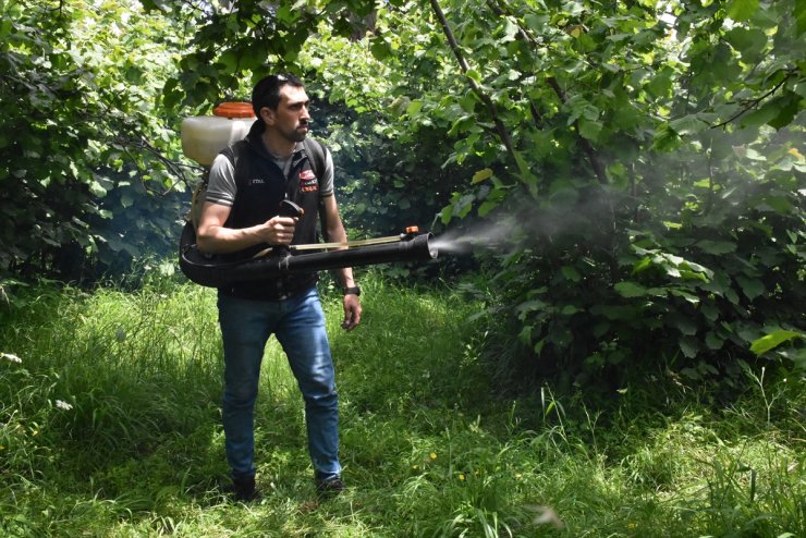 Fındık üreticileri bahçelerde hasat sezonu öncesi hazırlık yapıyor